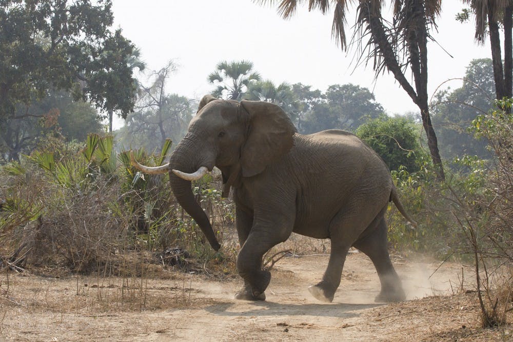 An elephant is seen in the Gonarezhou National Park, southeast Zimbabwe, on Sept. 2, 2015. The U.S. is opening the door to allowing elephant hunters to bring tusks and other animal parties into the country as trophies. (Xu Lingui/Xinhua/Sipa USA/TNS)