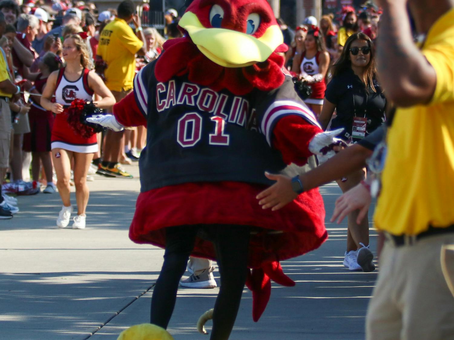 Cocky greeting fans at the Gamecock Walk before the start of the game between the Gamecocks and the Georgia Bulldogs on Sept. 17, 2022. His feathers stand up on the top of his head, notably different from the full head of hair seen on his original suit in the 1980s.