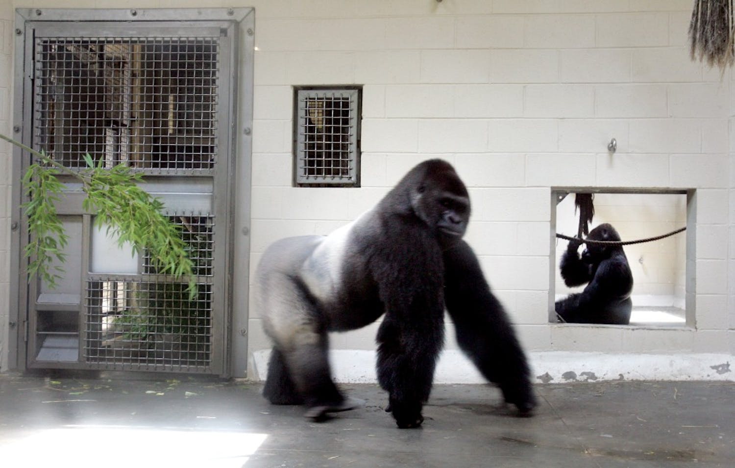 A gorilla walks his enclosure at the Riverbanks Zoo and Garden, Friday, June 12, 2009, in Columbia, South Carolina. One of the gorillas escaped from the zoo and injured an employee before returning to its enclosure, zoo spokeswoman Lindsay Burke said. (Gerry Melendez/The State/MCT)