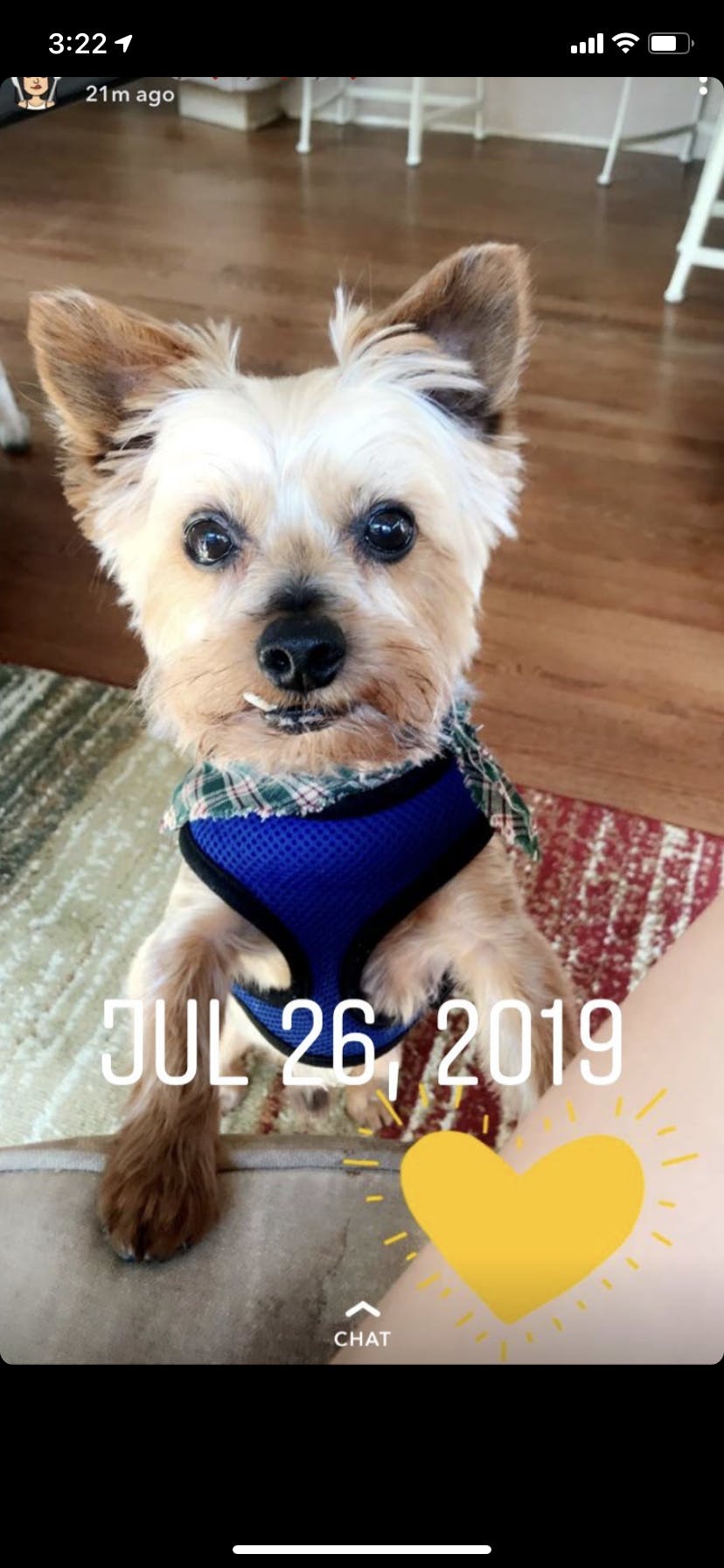 Rexi loves to snuggle.