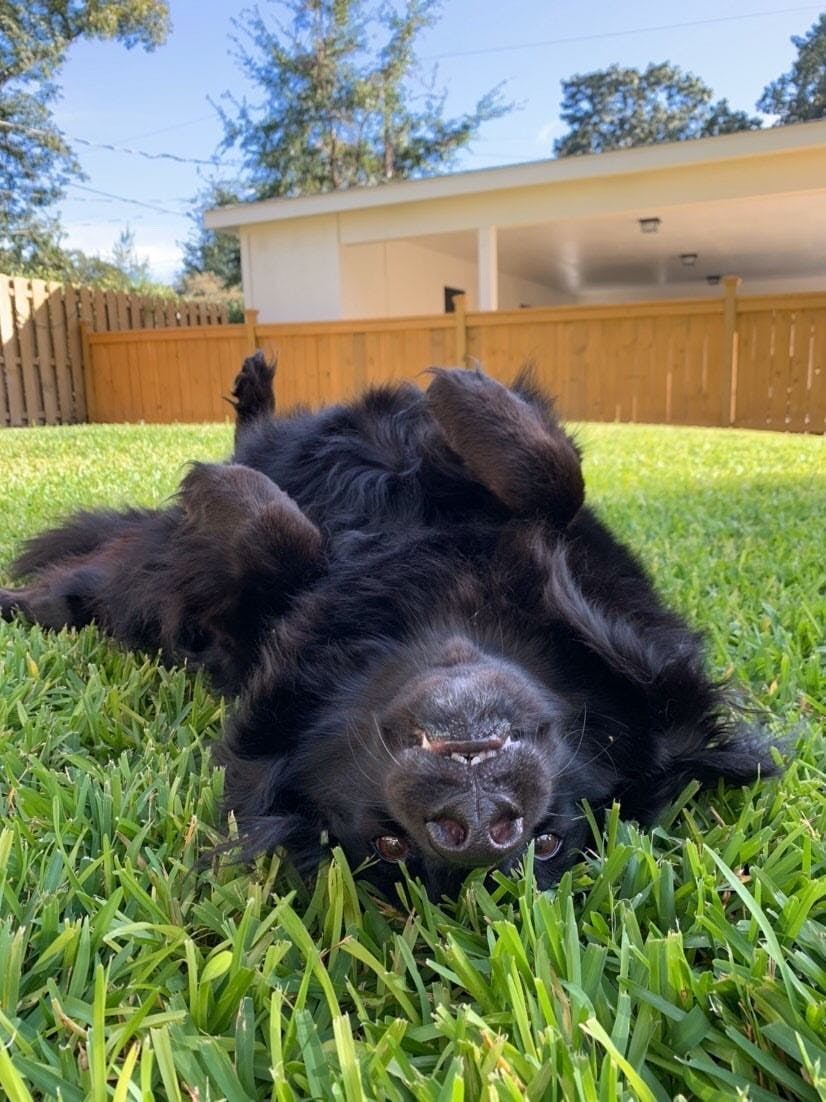 Jet wants to make friends with every cat she meets.