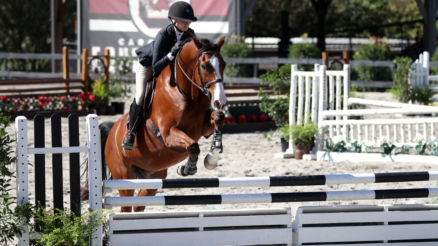 Flat and fences junior Grace Rabb jumps Nino in the second half of the fences division against Texas A&M at One Wood Farm on Oct. 17, 2025. Rabb scored a 93 with her round, earning the Gamecocks a point.