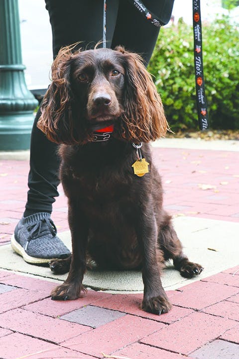 Jesse, 6 years old, boykin spaniel, South Carolina's state dog breed