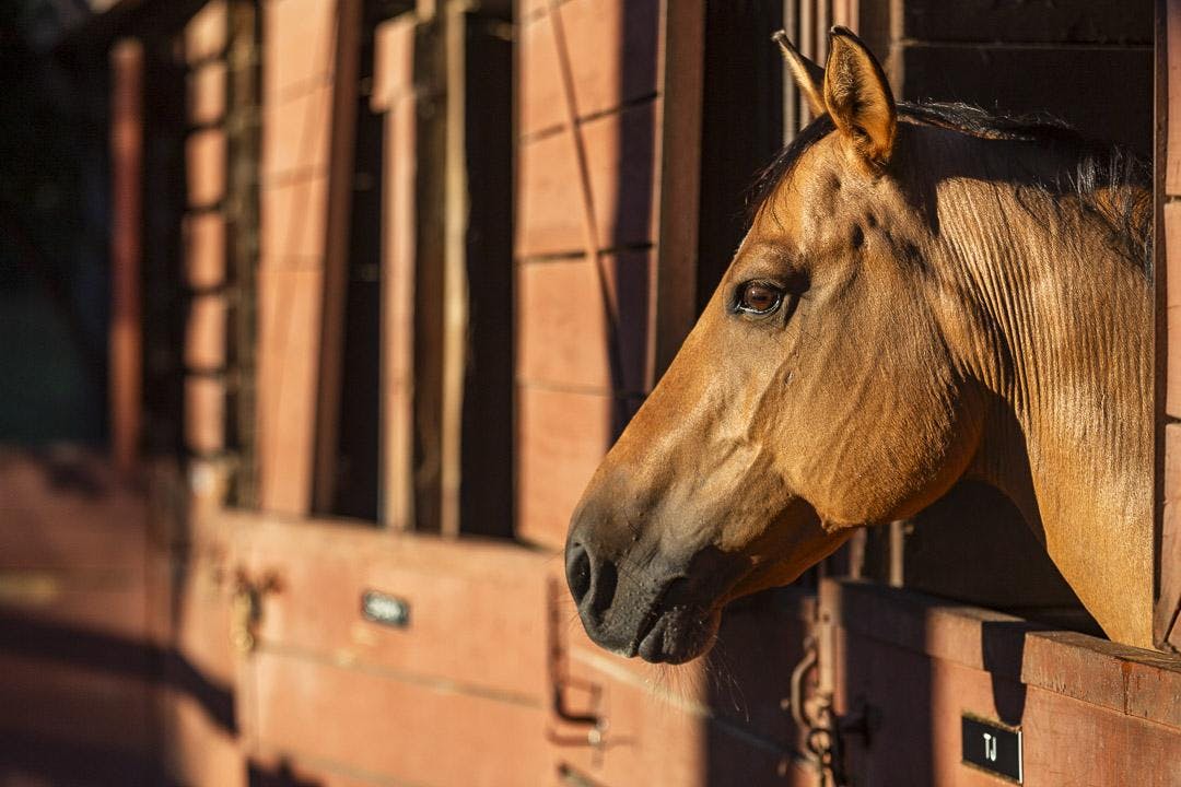 "TJ" sticks his head out of his stall at One Wood Farm on Sept. 1, 2023. The farm has three large stables and several smaller ones that house the 27 horses living there.