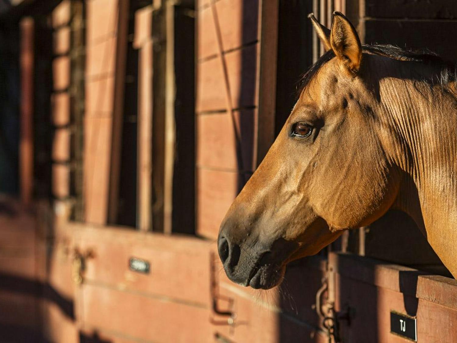 "TJ" sticks his head out of his stall at One Wood Farm on Sept. 1, 2023. The farm has three large stables and several smaller ones that house the 27 horses living there.