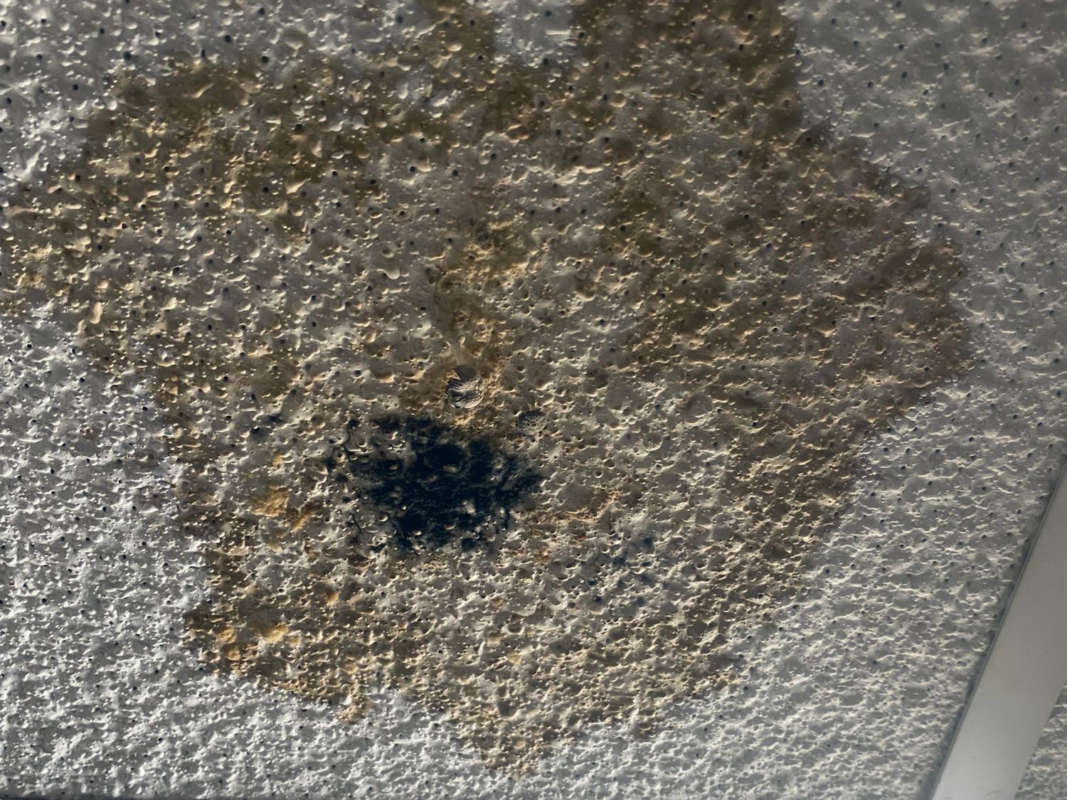 Black colored mold on the ceiling of a hallway in Capstone House in January 2021. Over 130 mold-related maintenance requests have been submitted for Capstone rooms since August 2020.