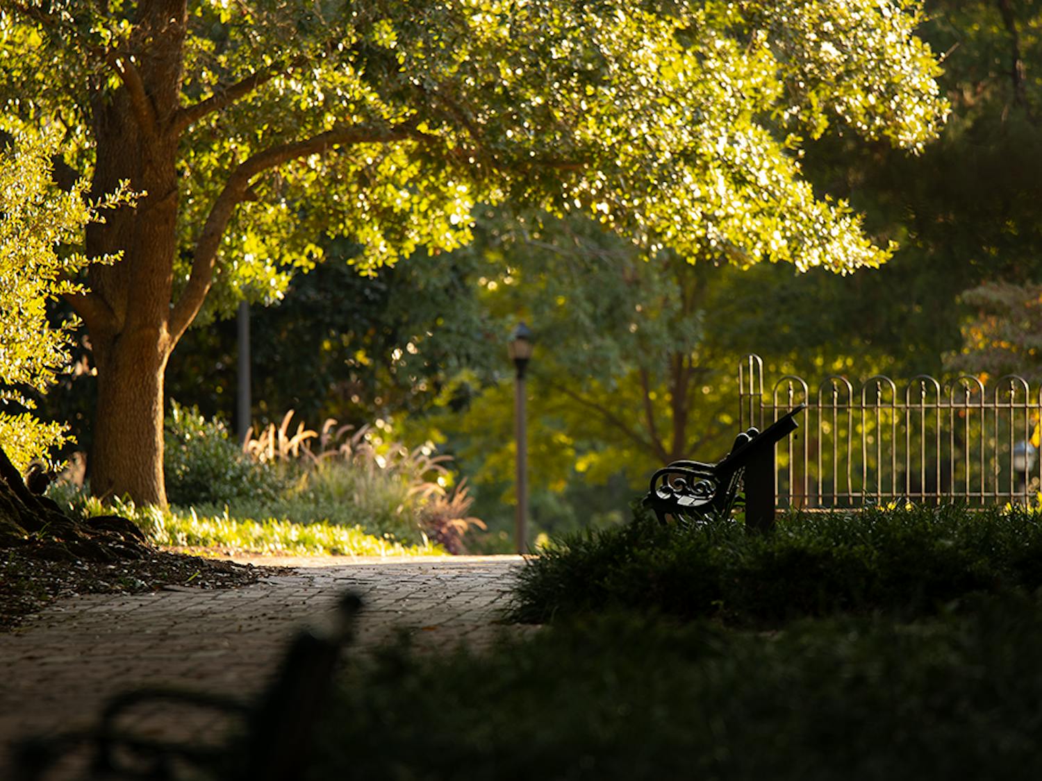 The Horseshoe in front of Rutledge College in the early sunrise hours of Fall.