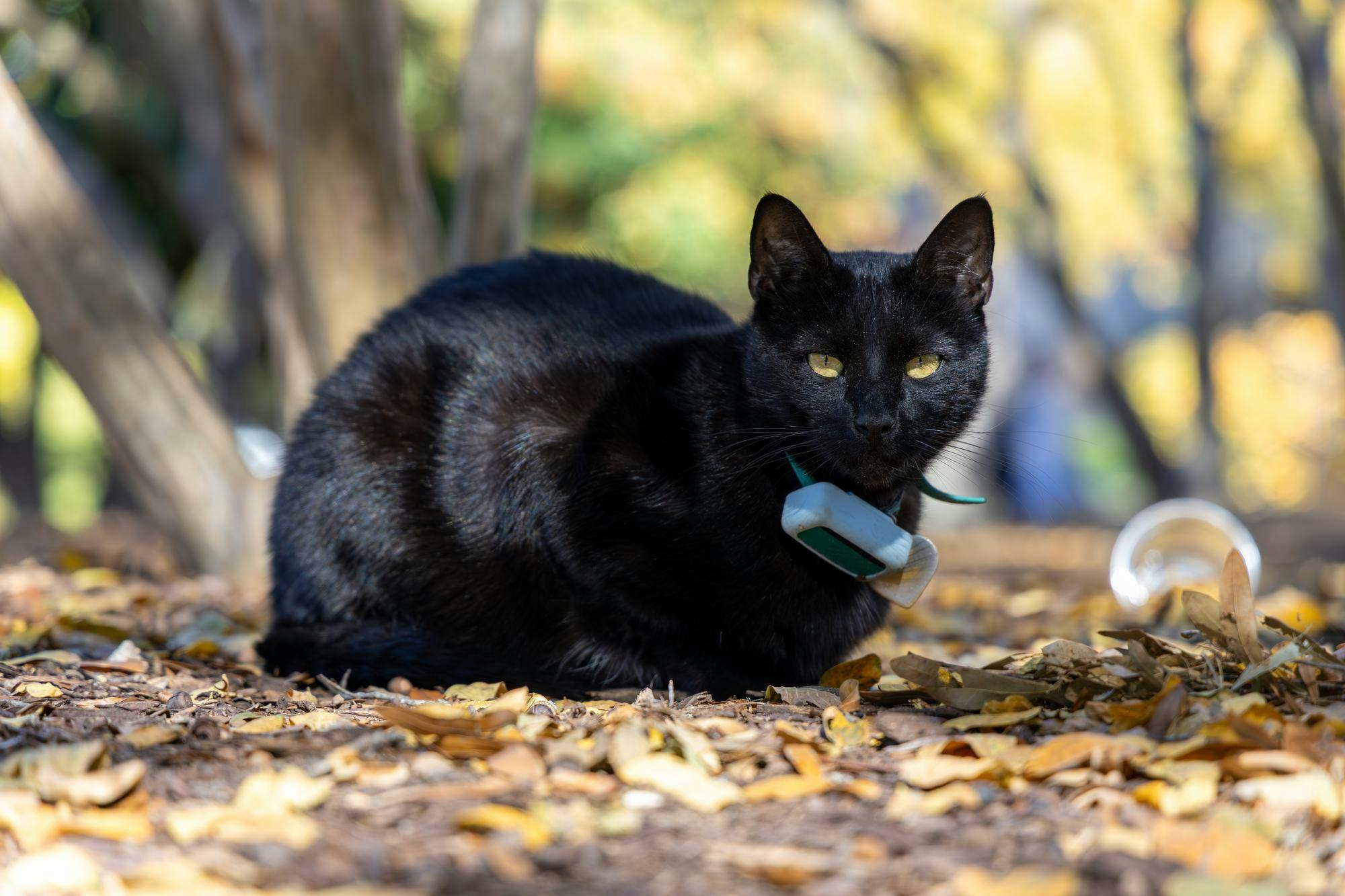 Edmund the cat rests in a wood chip pile outside the C.S. Lewis Student Center on Nov. 10, 2025. Edmund and the other cats like to hang around the grate near Gambrell Hall during the winter months for warmth.