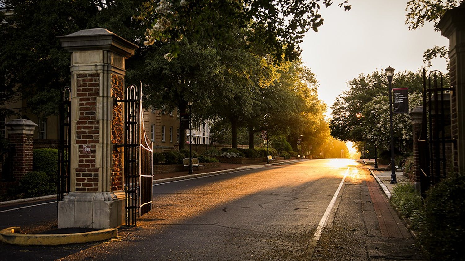 Light streaming through the trees on Greene Street. 
