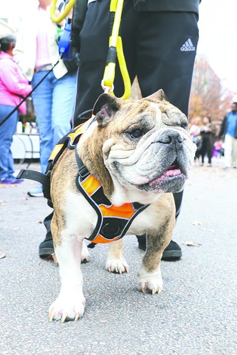 Jackson, 7 years old, English bulldog