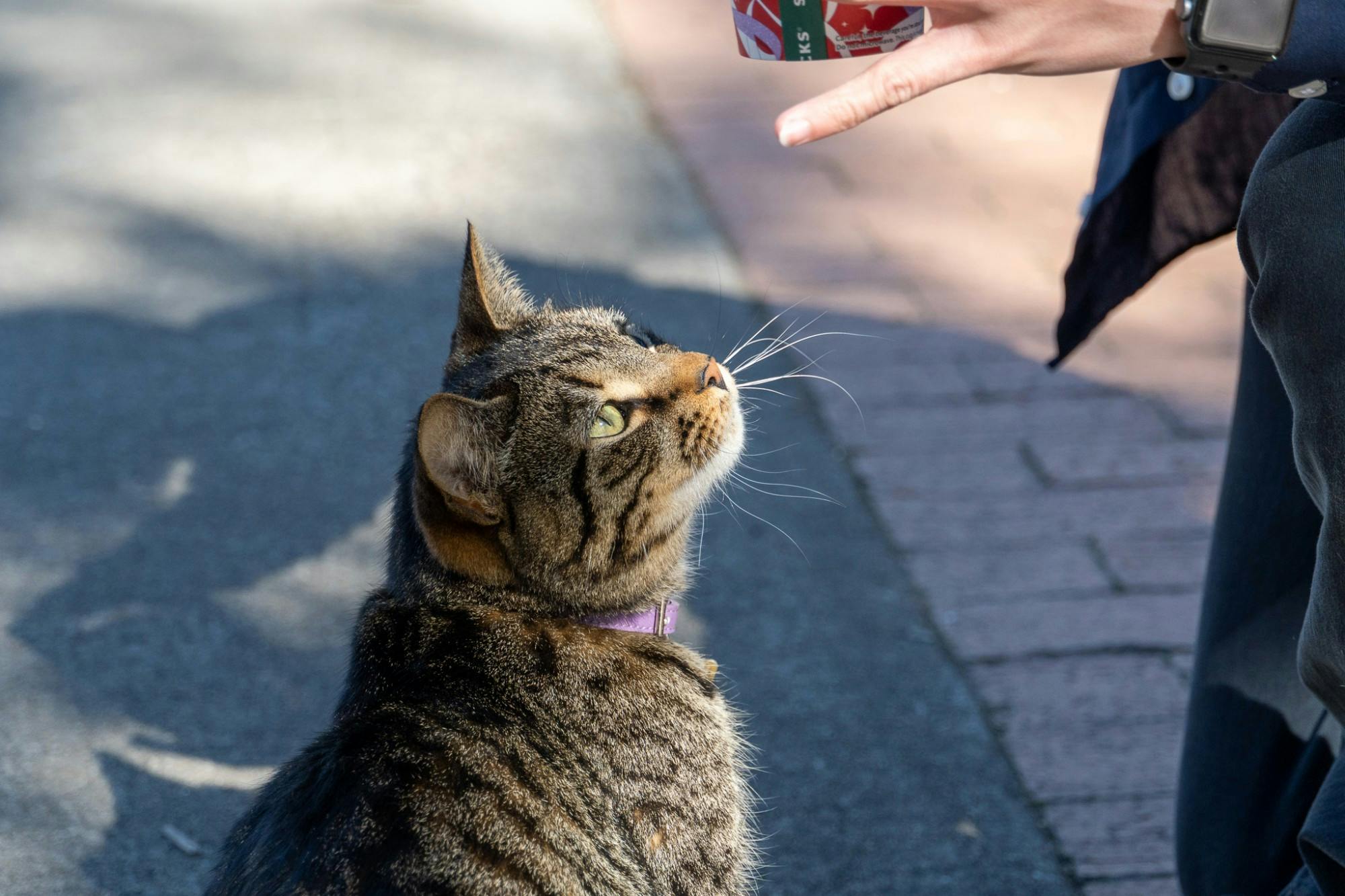 Student approaches cat outside of Close-Hipp on Feb. 14, 2022. The Carolina campus is home to several animals including birds, squirrels and cats.