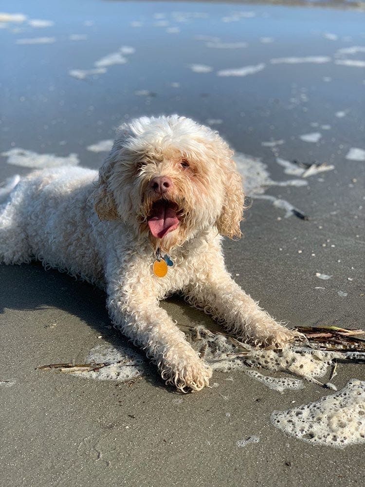 Kirby has never met another dog he didn't want to be friends with.