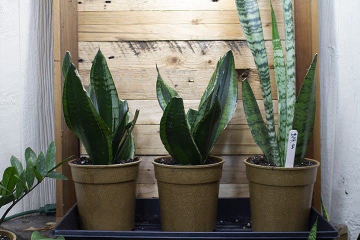 SNAKE PLANT- Sansevieria, better known as a mother-in-law’s tongue or snake plant, is a hardy houseplant. There are several different types, and they can tolerate most light conditions. Not only do they need very little water, but they can also handle being forgotten. It is recommended that they be watered only when the soil is completely dry. If you have low light, the darker shades of the snake plant will do the best in your home.