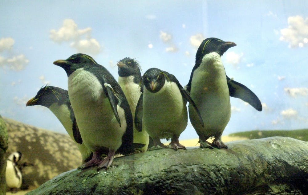 KRT SOUTH STORY SLUGGED: SC-PENGUINS KRT PHOTO BY JASON CLARK/THE STATE (January 3) Fifteen rockhopper penguins are currently part of a new exhibit at the Riverbanks Zoo in Columbia, South Carolina. (CS) PL KD 2001 (Horiz) (mvw)