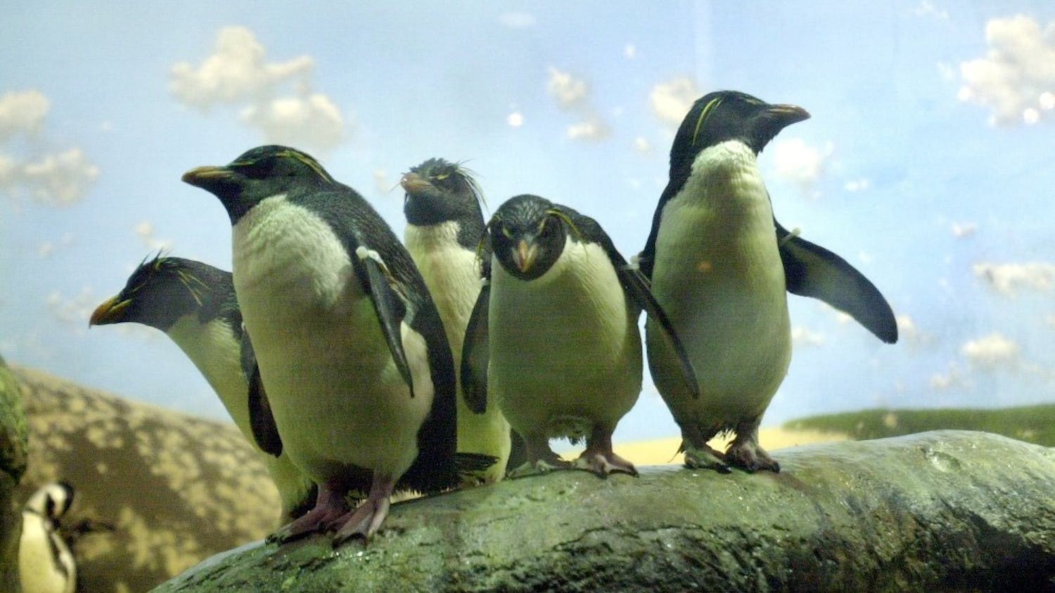 KRT SOUTH STORY SLUGGED: SC-PENGUINS KRT PHOTO BY JASON CLARK/THE STATE (January 3) Fifteen rockhopper penguins are currently part of a new exhibit at the Riverbanks Zoo in Columbia, South Carolina. (CS) PL KD 2001 (Horiz) (mvw)