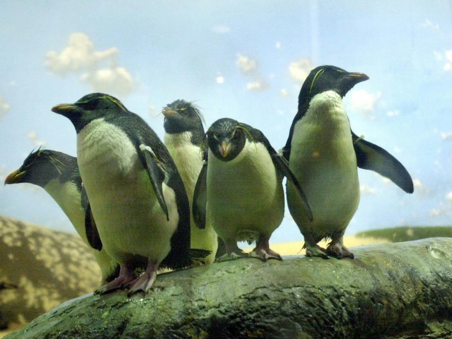 KRT SOUTH STORY SLUGGED: SC-PENGUINS KRT PHOTO BY JASON CLARK/THE STATE (January 3) Fifteen rockhopper penguins are currently part of a new exhibit at the Riverbanks Zoo in Columbia, South Carolina. (CS) PL KD 2001 (Horiz) (mvw)