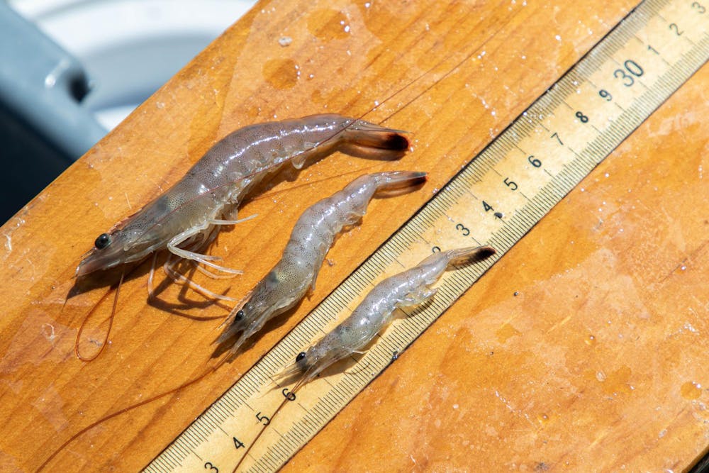 <p>Three shrimp sit on a wooden board to be measured. Researchers at USC’s Baruch Marine Institute, working with the Lowcountry Shrimp Collaborative, have begun releasing findings on how rising water temperatures in Lowcountry estuaries are affecting the life cycles and migratory patterns of penaeid shrimp.</p>
