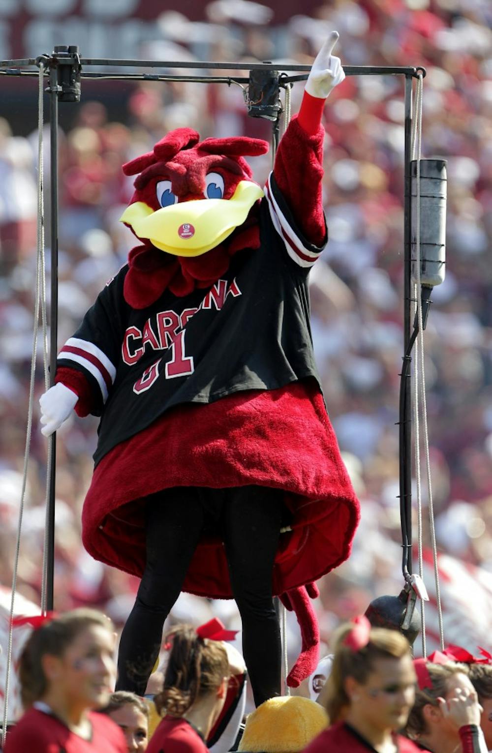 The University of South Carolina mascot, Cocky, gets the crowd pumped up before the Gamecocks take on Missouri at William-Brice Stadium in Columbia, South Carolina, Saturday, September 22, 2012. South Carolina defeated Missouri, 31-10. (C. Aluka Berry/The State/MCT)