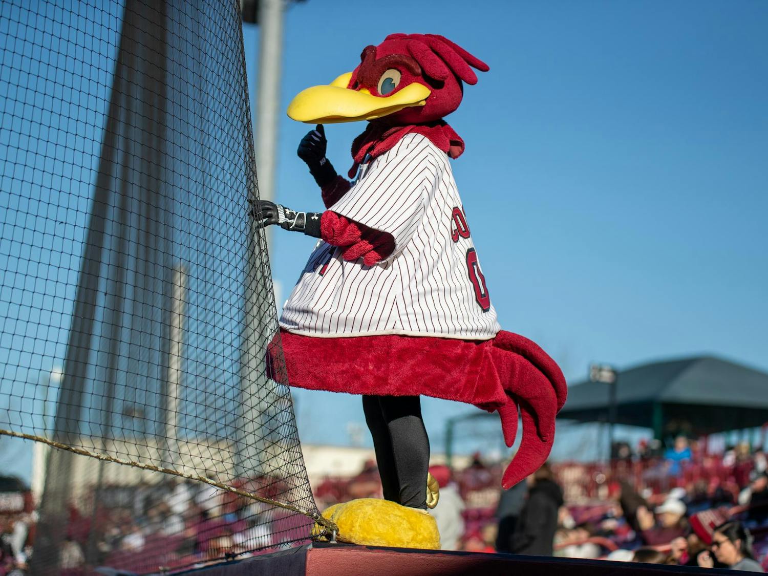 Cocky stands above the University of South Carolina dugout before the game against Milwaukee on Feb. 21, 2025. Cocky spent the day hanging out with fans and taking pictures with many of them.