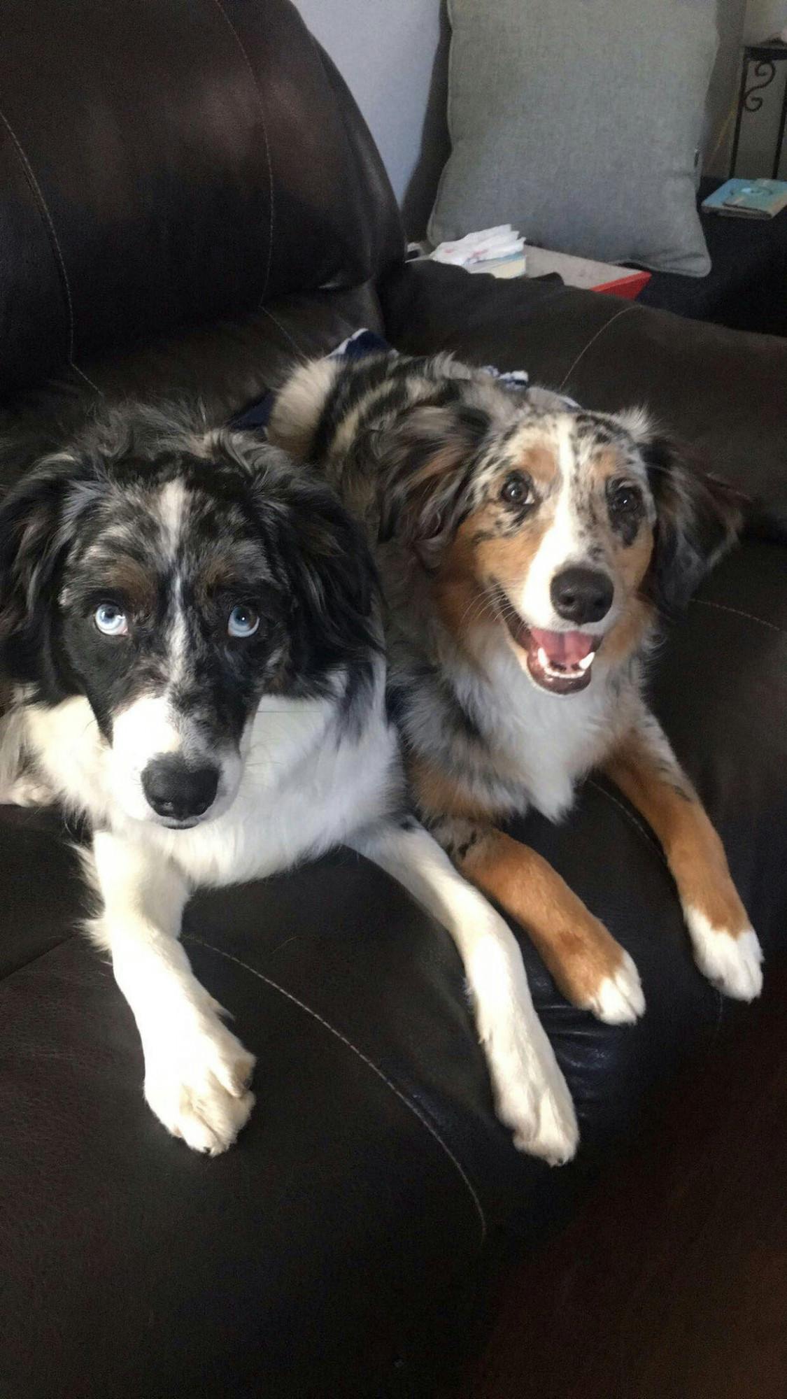 Loki (left) and Willow (right) are best friends who love going on walks.