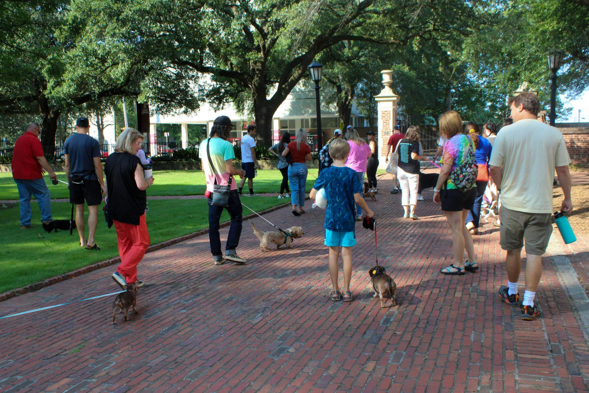 Members of the Dachshunds of Columbia group walk through the USC Horseshoe during their community dog walk on Sept. 17, 2022. The Columbia dog-walking group gathered with their furry friends for a walk through USC's Horseshoe on Saturday morning.