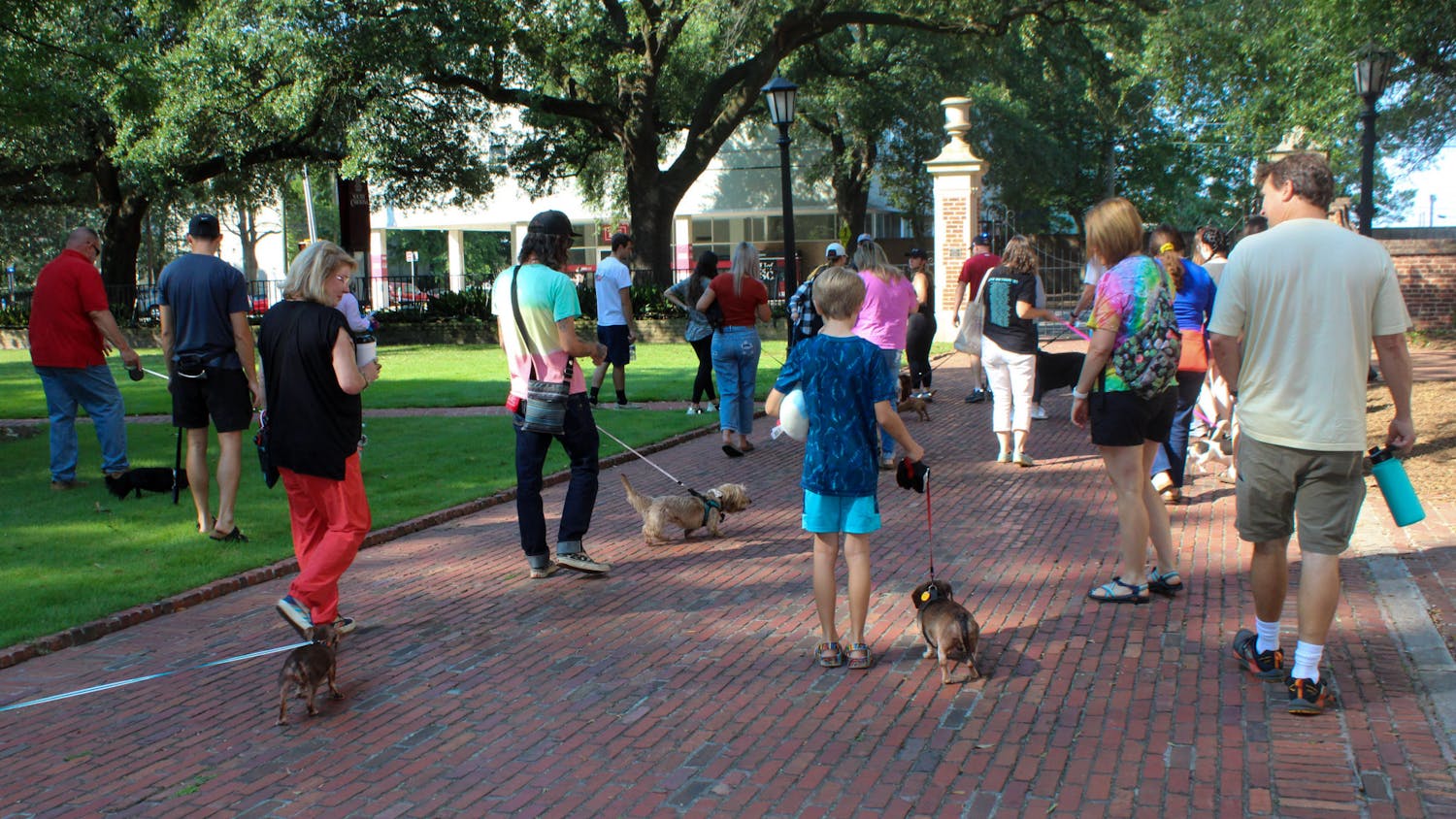 Members of the Dachshunds of Columbia group walk through the USC Horseshoe during their community dog walk on Sept. 17, 2022. The Columbia dog-walking group gathered with their furry friends for a walk through USC's Horseshoe on Saturday morning.