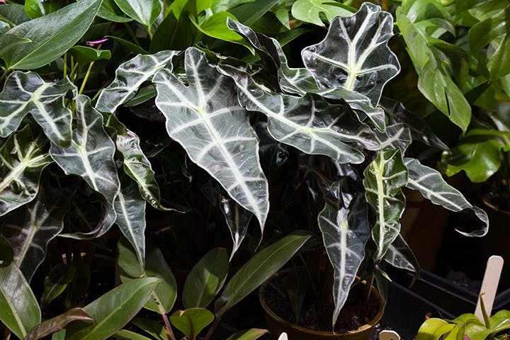 ELEPHANT EAR- Alocasia, a type of elephant ear, is a forgiving plant. This particular plant needs a lot more water than other plants. Water every one to two weeks, making sure that the soil only dries out about half-way. This plant also loves humidity, so plant owners can set the plant in the bathroom after showers every two to three days. It is unique in that it can go dormant during cold months; to prevent this, increase the light and humidity. These plants are also a little sensitive to water, so filtered water is preferred.