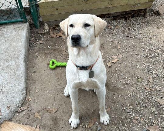 Camden, a dog trained by Cocky's Canine Palmetto Animal Assisted Living Services, is pictured in a sitting position. The club is a non-profit organization at the University of South Carolina that assists with training service dogs to complete tasks that help people in their day-to-day lives.