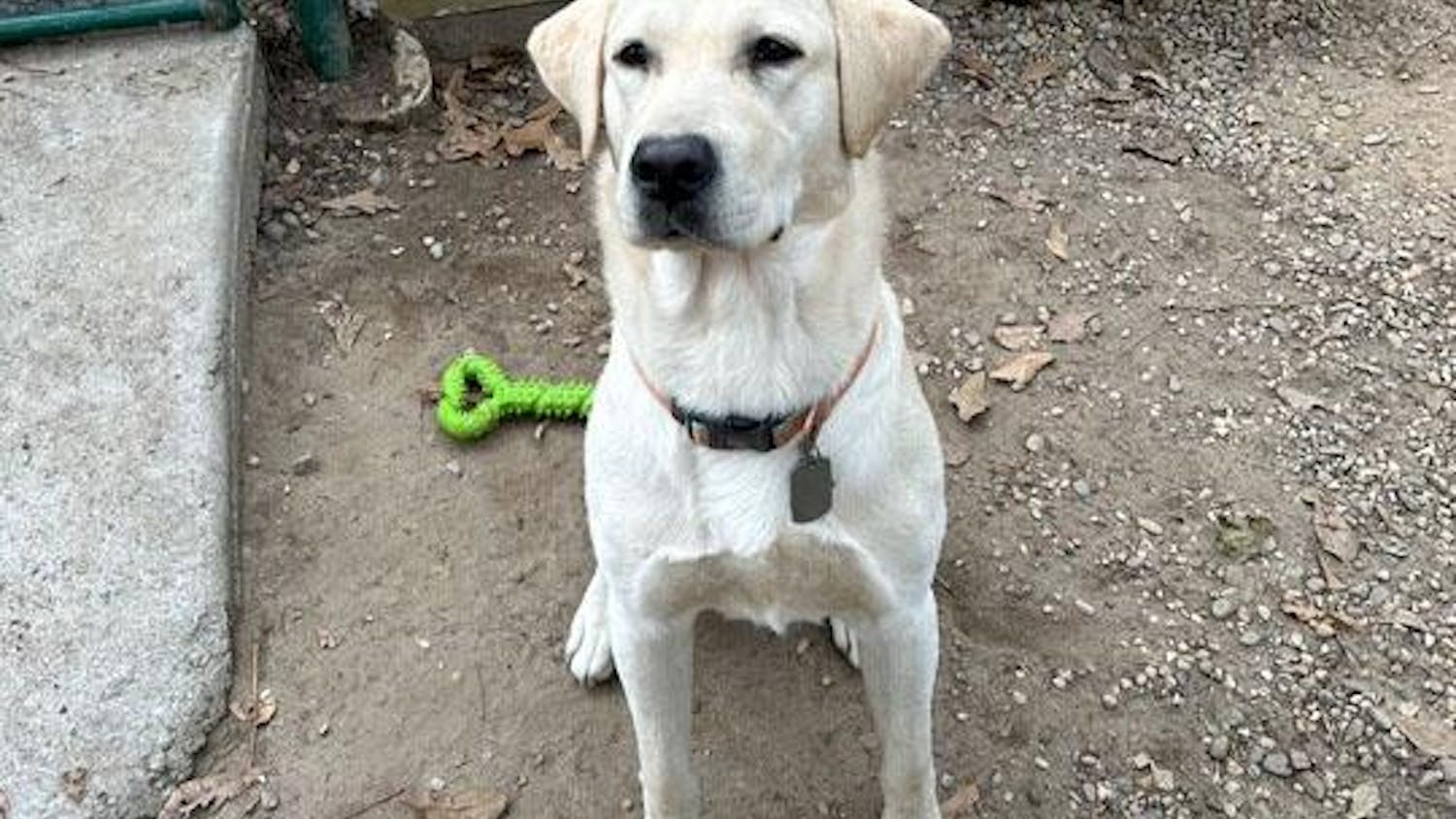 Camden, a dog trained by Cocky's Canine Palmetto Animal Assisted Living Services, is pictured in a sitting position. The club is a non-profit organization at the University of South Carolina that assists with training service dogs to complete tasks that help people in their day-to-day lives.