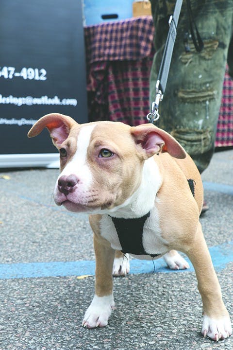 Chowbella, 4 months, pitbull