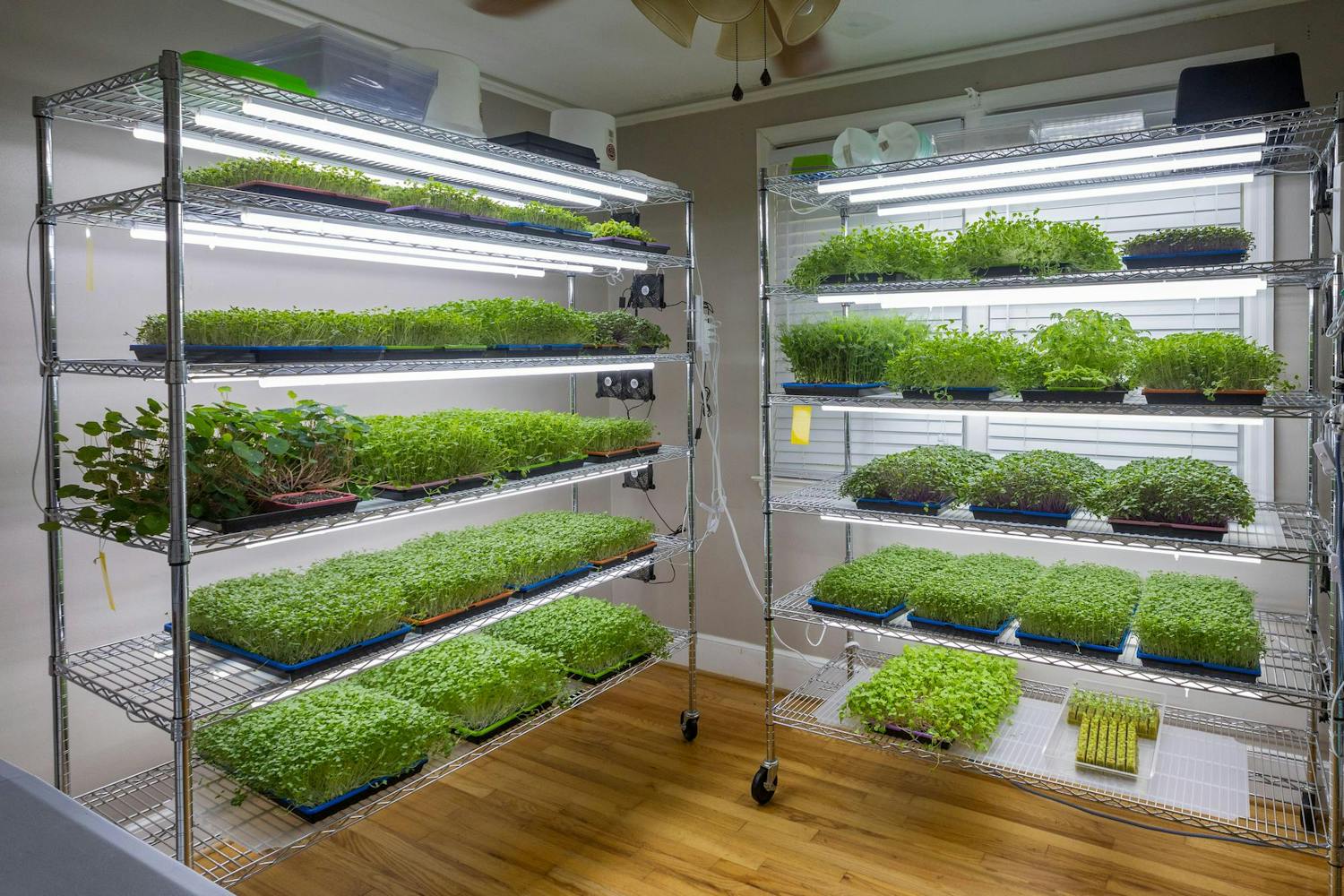 Microgreens are pictured on March 29, 2024, at Daly Greens. Microgreens are grown within 11 days using urban farming methods.
