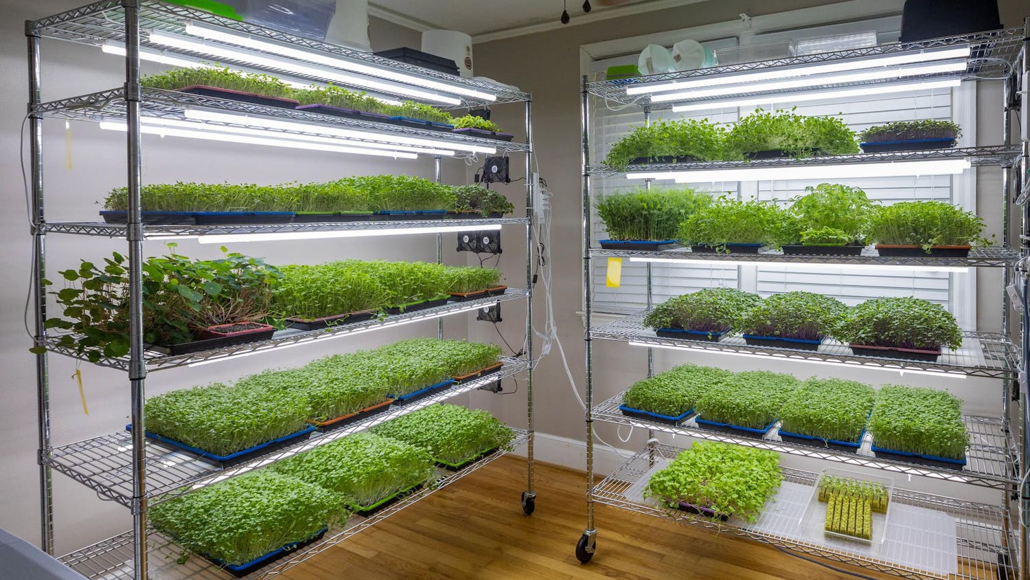 Microgreens are pictured on March 29, 2024, at Daly Greens. Microgreens are grown within 11 days using urban farming methods.