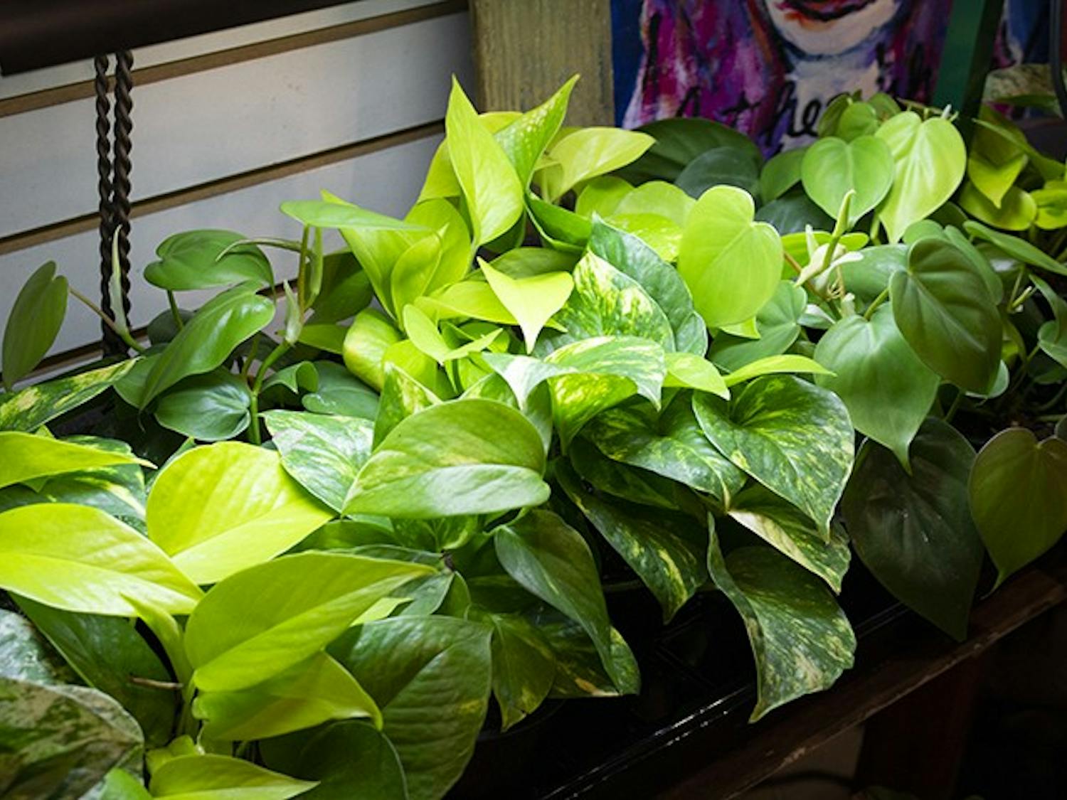 POTHOS- Epipremnum aureums, or pothos, are vining plants that are easy to care for. They tolerate most light conditions, and they require water at least once a week. They also droop when they need water, which owners should use as a guide.