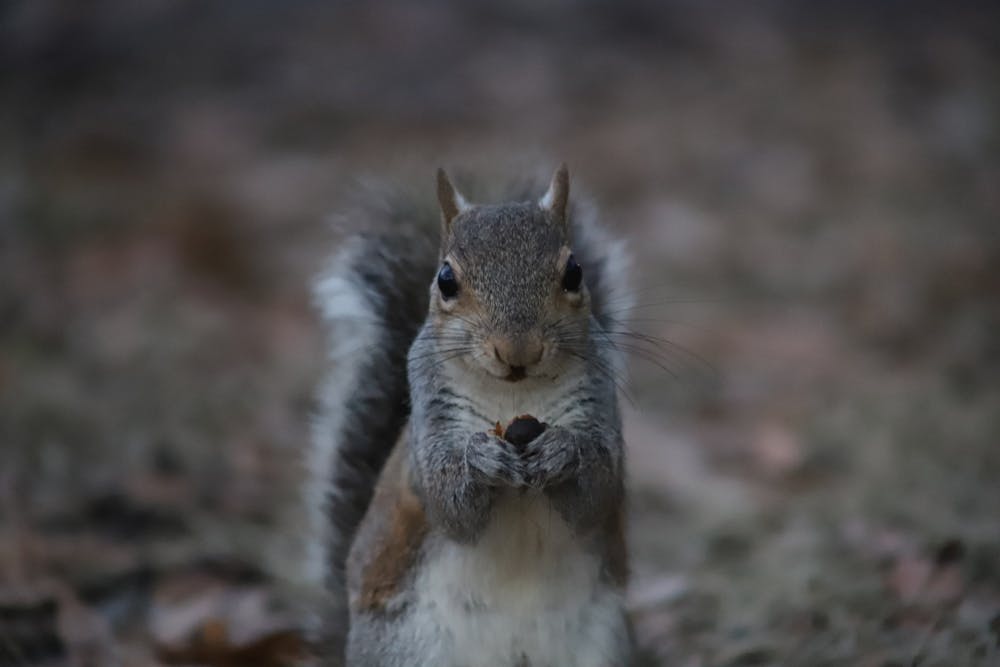 <p>The peaceful squirrels in the heart of campus: The Horseshoe. This is the perfect place to lay out a blanket and relax, or play a game with friends.</p>