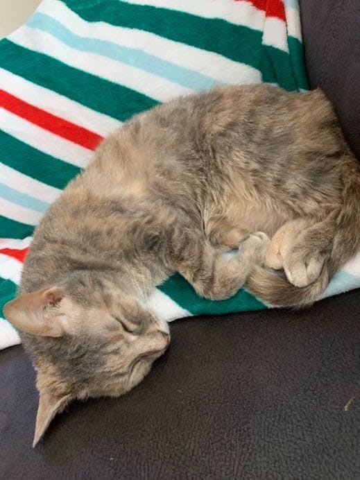 Fennec is named after fennec foxes because when she was younger, her ears were huge.