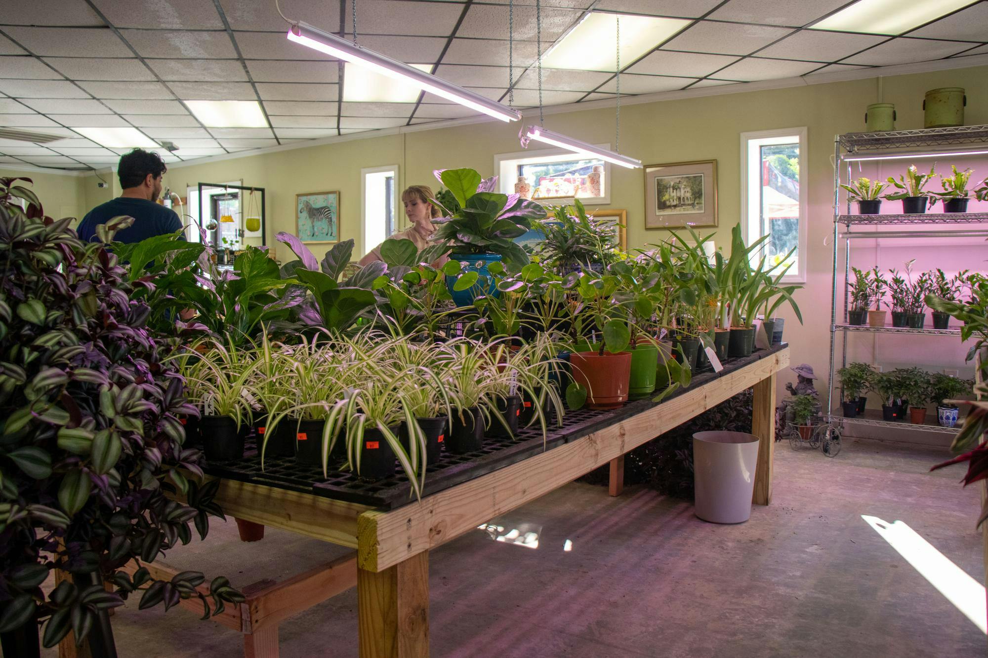 Customers browse plant selection in Blossom Plants and Produce on Blossom Street on Aug. 19, 2024. Blossom Plants and Produce, which opened at the beginning of August, features local produce and houseplants. 