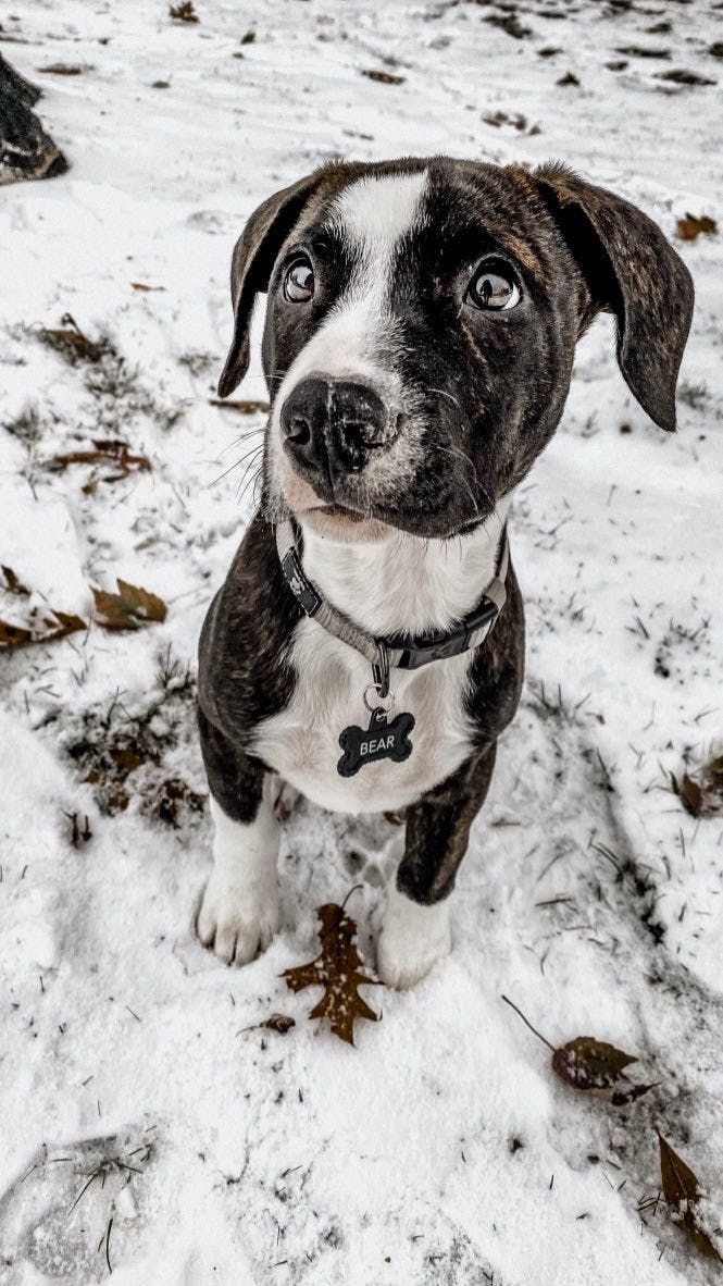 Bear loves eating socks.