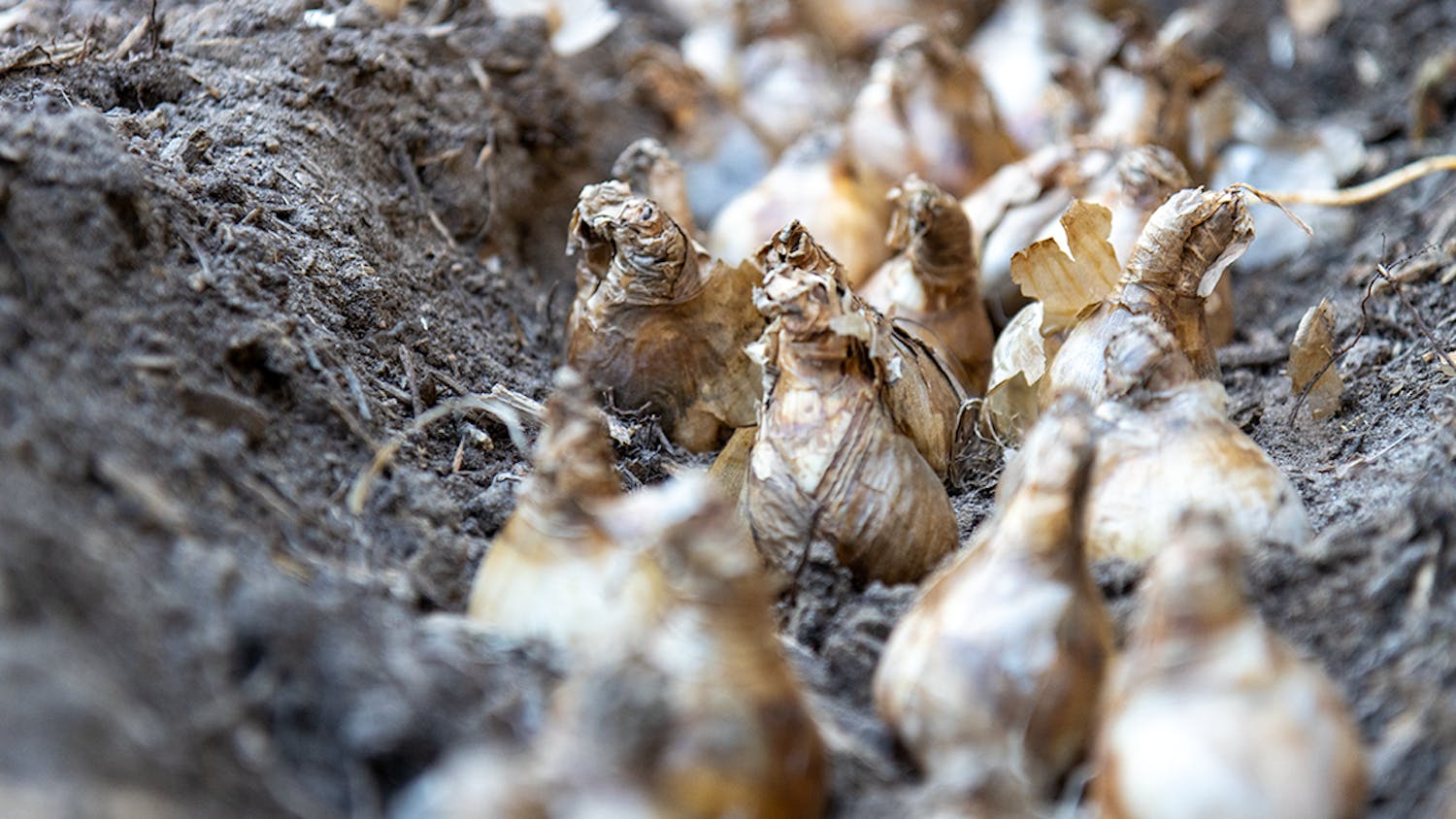 There were 250 daffodil bulbs planted outside the Anne Frank Center, located at 1731 College St. The Daffodil Project, in charge of the planting, hopes to plant 1.5 million daffodils in memory of children lost in the Holocaust, according to its website.