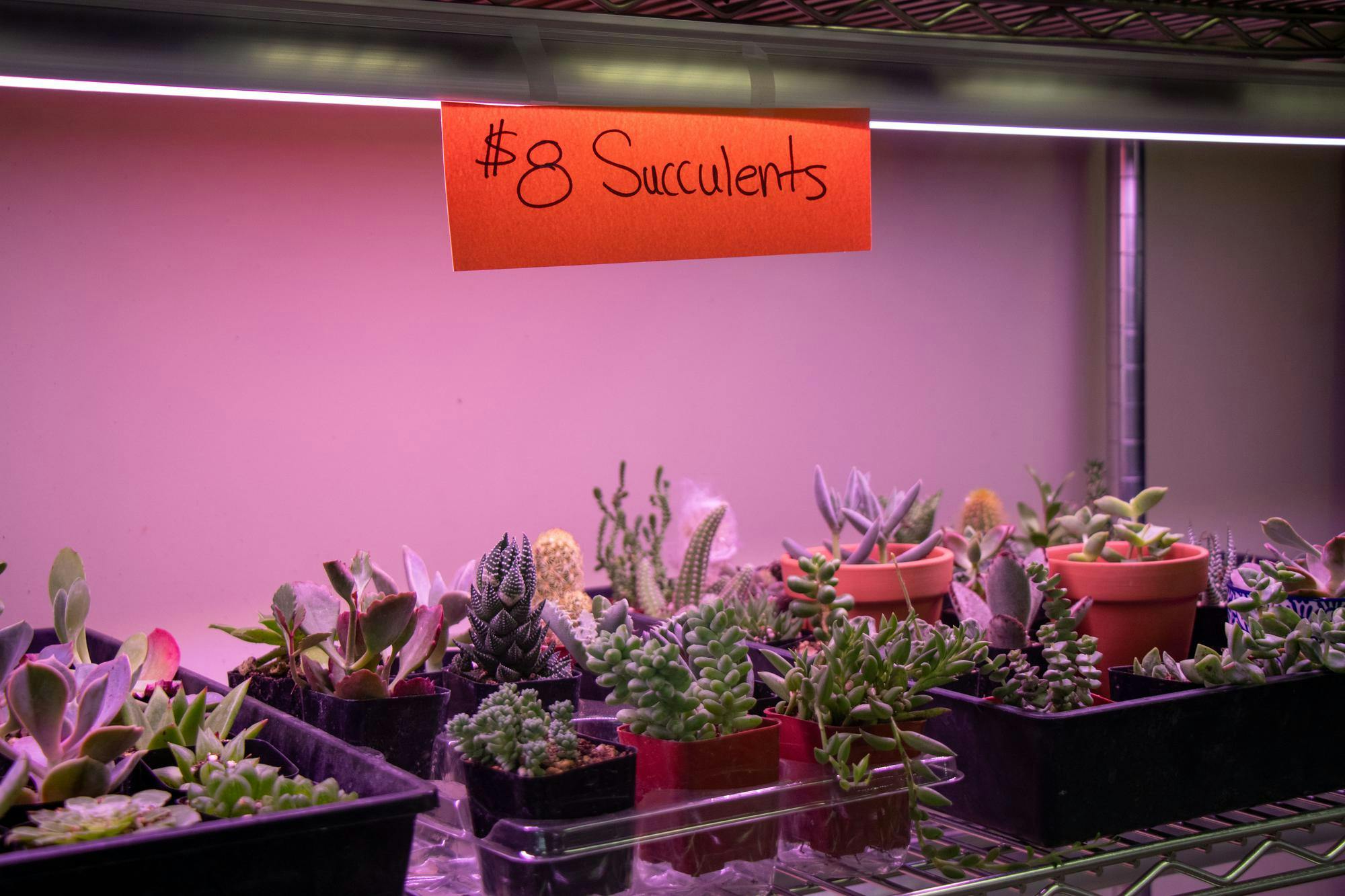 An assortment of succulent plants sits under lights, creating a pink glow, with a sign hanging above that says "$8 Succulents."