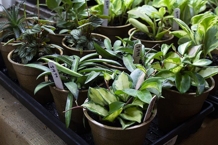 HOYA- Hoya is a vining plant with 200 to 300 species. They have several different types of leaf shapes, leaf colors and flower colors. The Hoya loves bright indirect light and can even handle a few hours of direct light. Keep in mind that they do not tolerate low light as well as other plants. They should be watered every two to three weeks, and make sure the soil is completely dry between each watering.