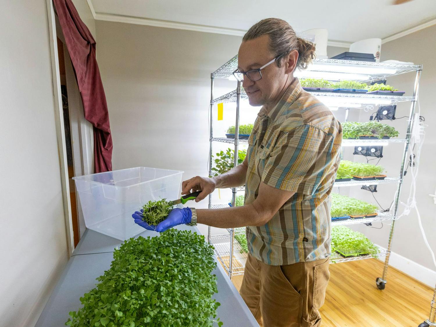Keith Hearn harvests a rainbow mix that includes blue kale, red cabbage, purple radish and amaranth on March 29, 2024, at Daly Greens farm. Hearn is one of many local farmers who participate in the Soda City Market on Main Street and the Healthy Carolina Farmers Market at USC.
