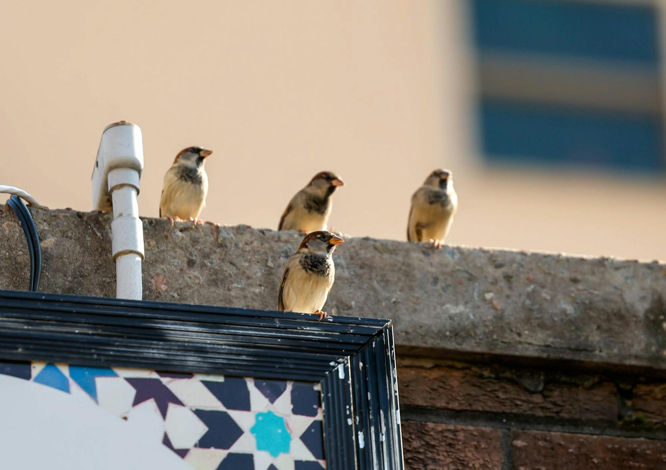 Light brown house sparrows with bright orange beaks sit on a black sign and brick wall. 