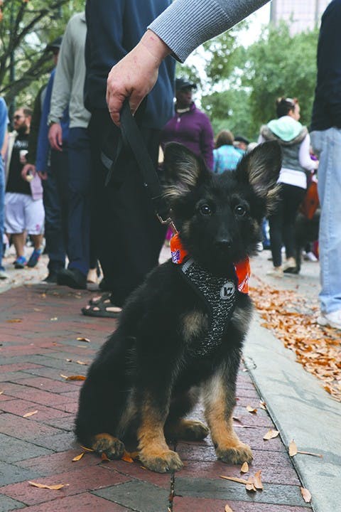 Bella, 3 months old, longhaired German shepherd
