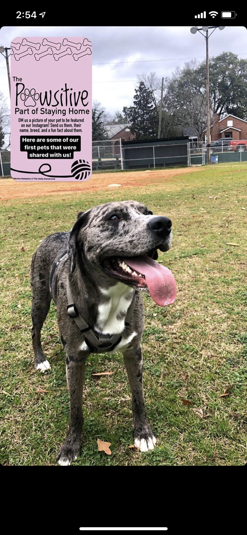 Blue loves sticks and curling up like a cat.