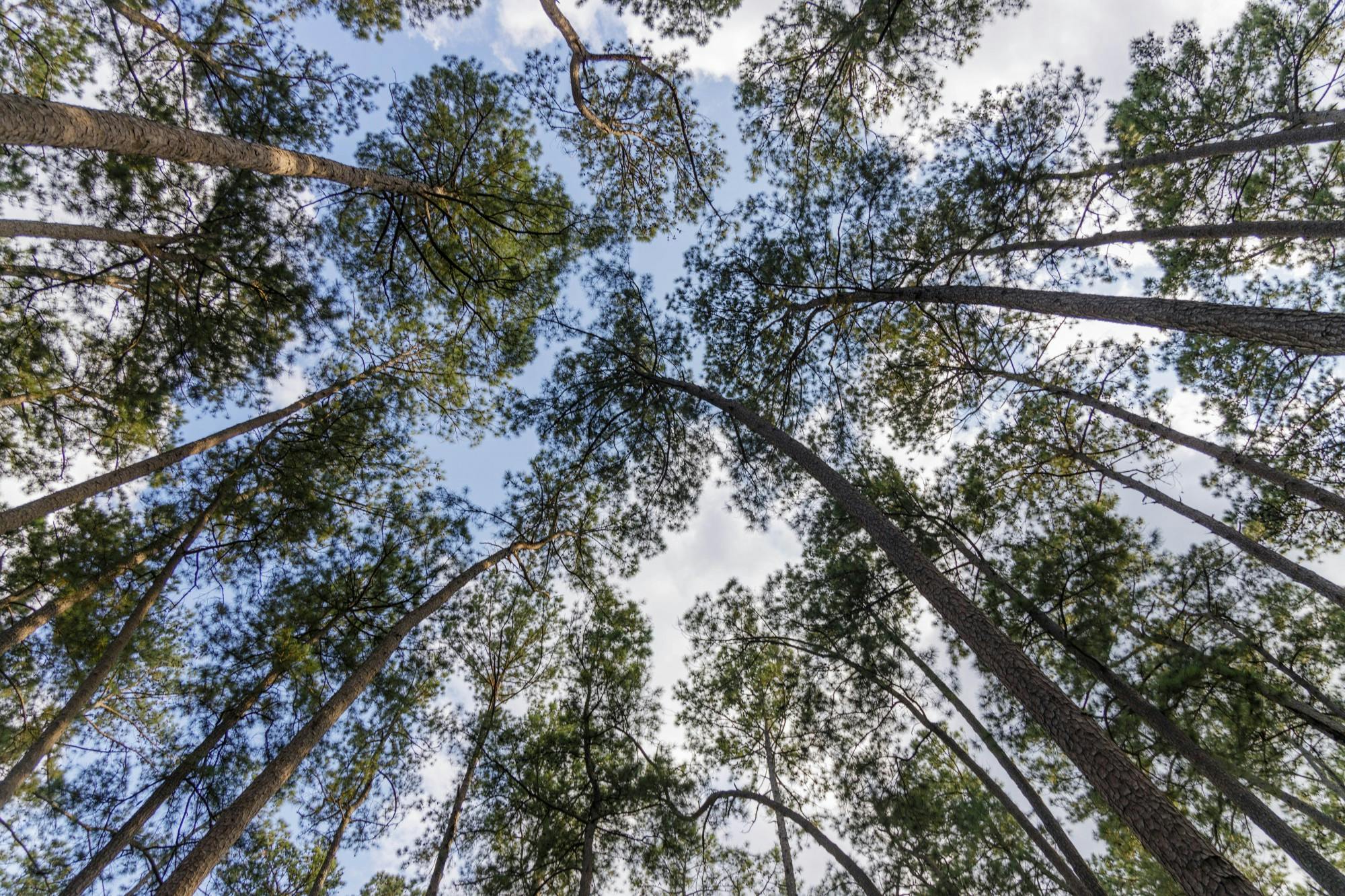 The sunlight touches the treetops at Sesquicentennial State Park. 