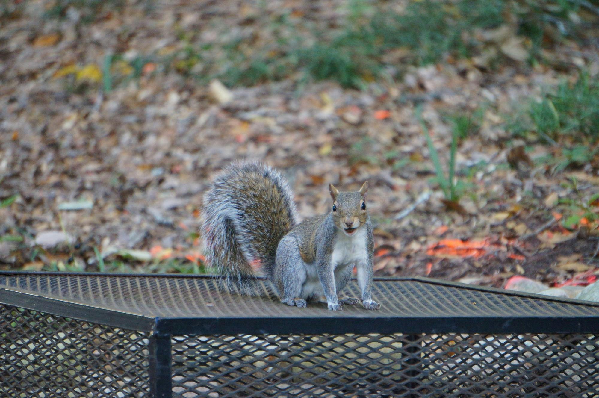 A squirrel stands on a manhole guard near LeConte College in Columbia on Nov. 13, 2025. This is one of the many squirrels roaming around campus.