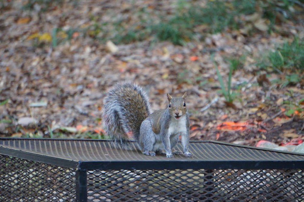 animals-around-u-of-scquenerramirez-011