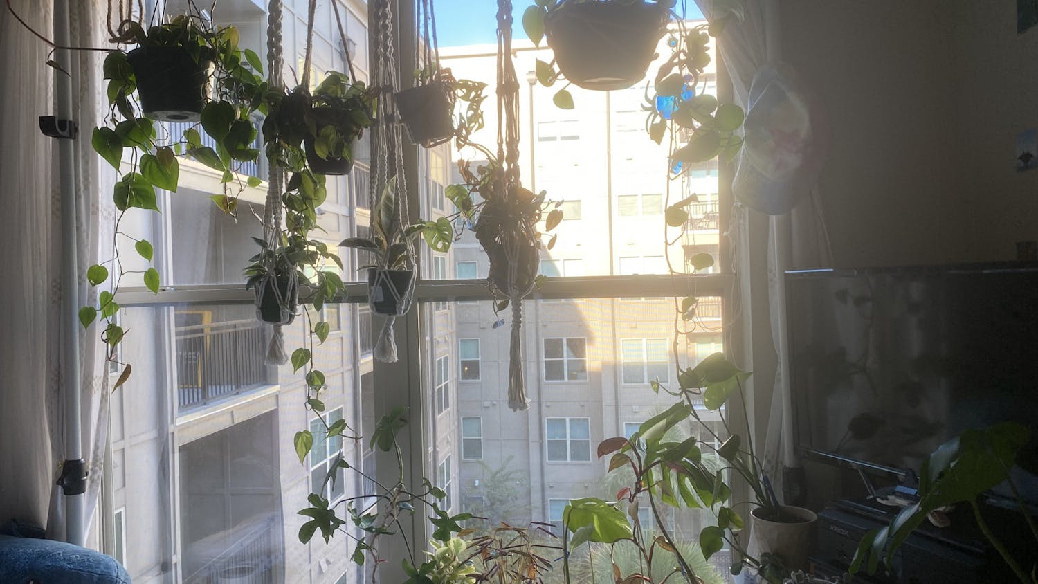Potted plants hang from an apartment window on Sept. 21, 2022. These tiny viny hanging plants are known as pothos plants and are commonly grown in low light.