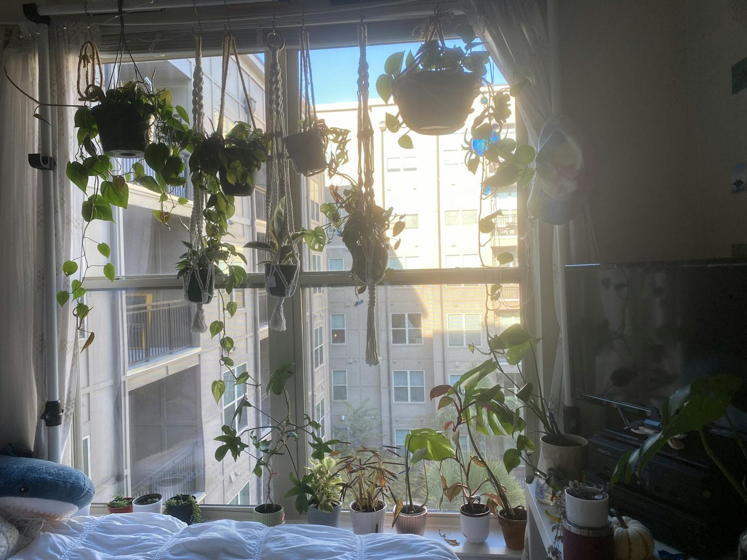 Potted plants hang from an apartment window on Sept. 21, 2022. These tiny viny hanging plants are known as pothos plants and are commonly grown in low light.