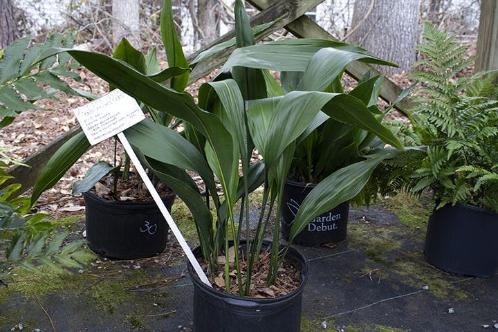 CAST-IRON- Aspidistra elatior, or the cast-iron plant, can grow just about anywhere. Not only does it require low to medium light, but it also doesn’t need a lot of water. It is recommended that the soil be completely dry before watering and that some humidity is provided every two to three days to give your plant the best chance at growing. This plant also flowers, producing white seed heads. 